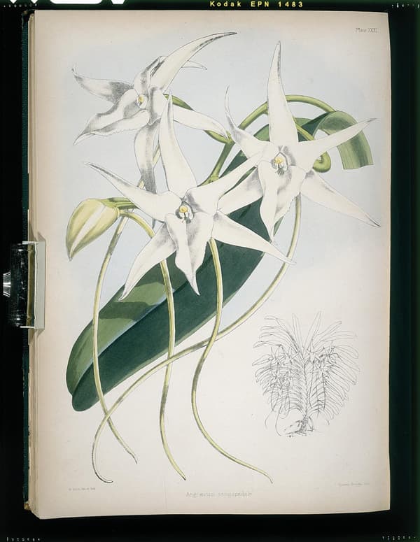 Illustration of white orchid