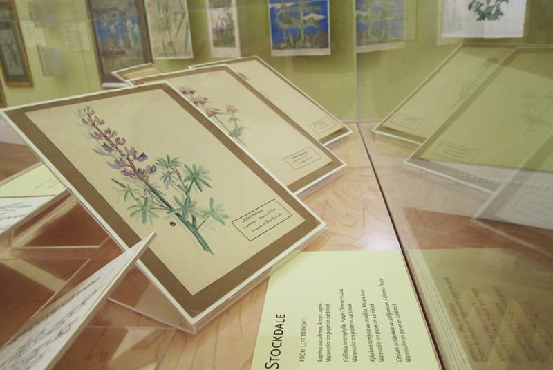 Botanical illustrations in a case