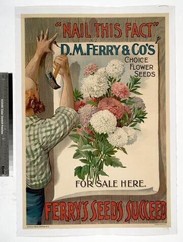 "Nail this fact" : Ferry's seeds succeed