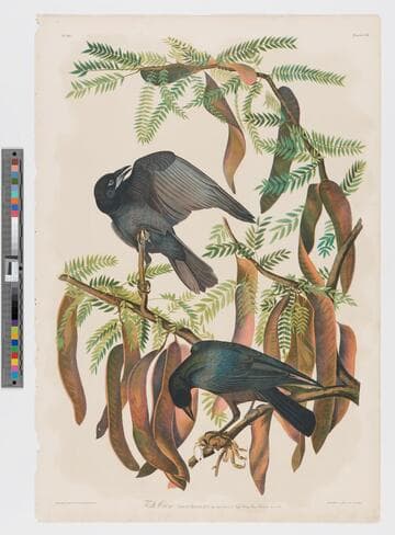 Fish crow, corvus ossifragus, wils