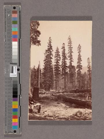 Scene near Donner Pass, Table Peak in the distance