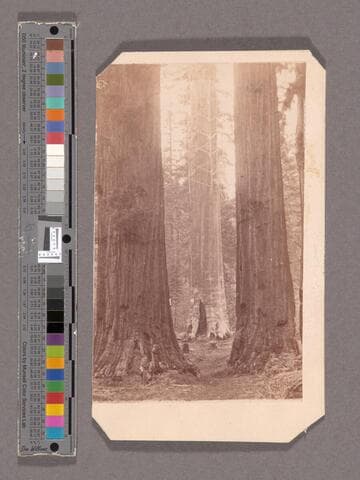 The Mother of the Forest. Mammoth Tree Grove, Calaveras Co., Cal