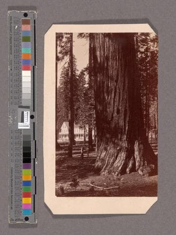 Mammoth Tree Grove Hotel. Mammoth Tree Grove, Calaveras Co., Cal