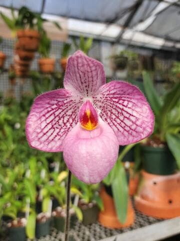 Paphiopedilum Magic Lantern