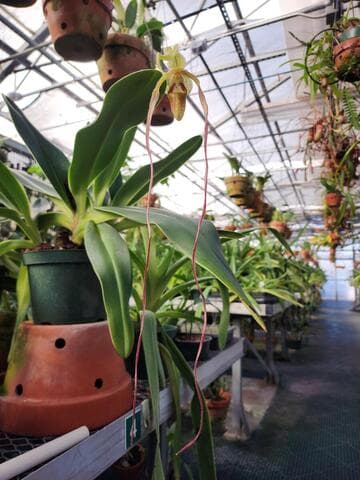 Phragmipedium humboldtii var. exstaminodium