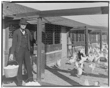 P2 - Poultry - Poultry Ranch of Mr. Calvin Smith