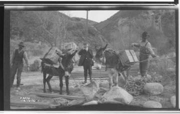 Packing supplies into to Santa Ana Canyon on donkeys after flood camage to roads