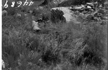 Big Creek, Shaver Lake Dam