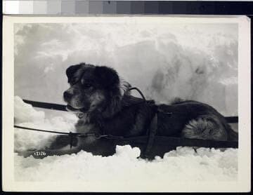 Big Creek Dog Teams - Jerry and Dog team