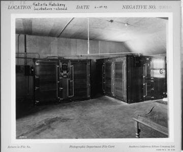 P2 - Poultry - Katella Hatchery