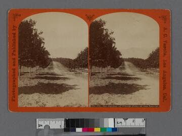 An Avenue of Orange Trees at San Gabriel