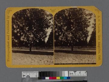 The Orange Groves of Los Angeles, Cal