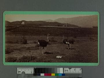 Ostrich ranch in the San Fernando Valley