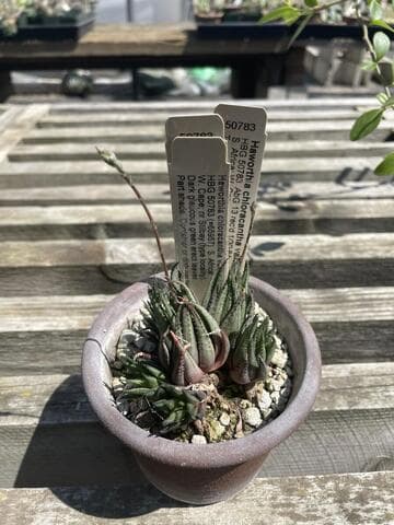 Haworthia chloracantha var. subglauca