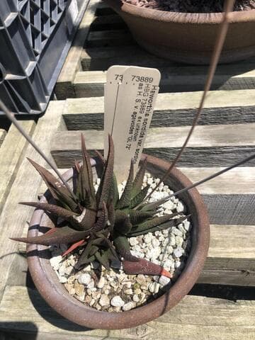 Haworthia sordida (hybrid)