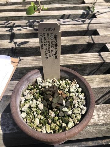 Haworthia bayeri
