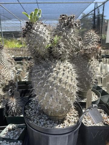 Pachypodium namaquanum