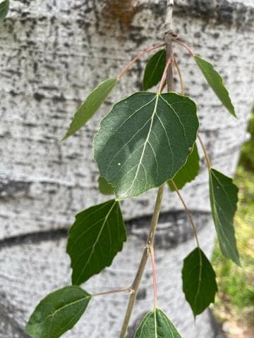 Populus brandegeei
