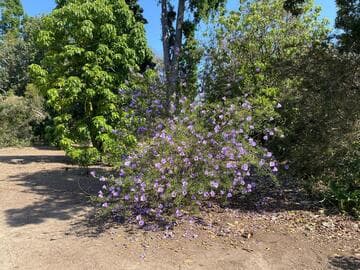 Alyogyne 'Lavender Lace'