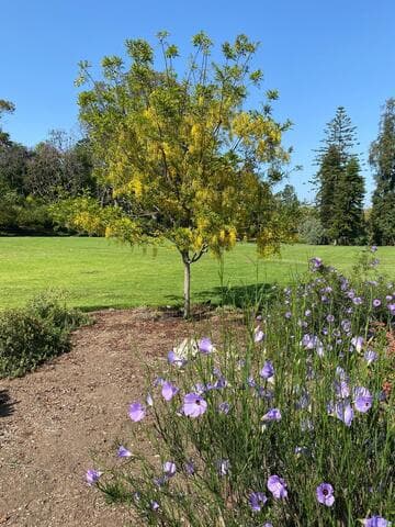Alyogyne hakeifolia 'Shelby Anne'
