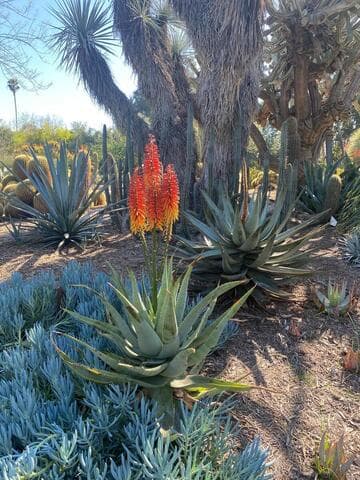 Aloe africana x A. 'Sailor's Warning' hybrid