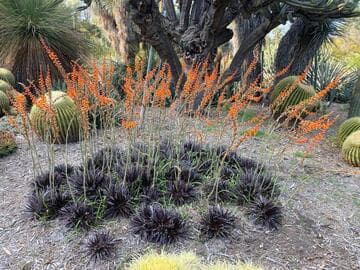 Dyckia fosteriana x D. frigida