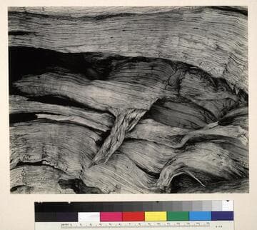 Juniper, Lake Tenaya