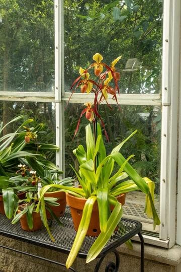 Paphiopedilum Shin-Yi Dragon