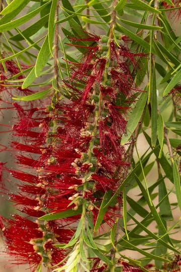 Callistemon viminalis
