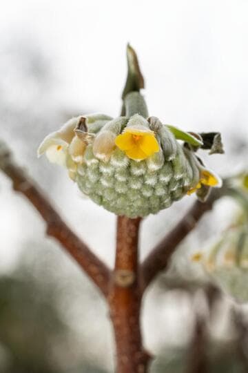 Edgeworthia chrysantha 'Nanjing Gold'