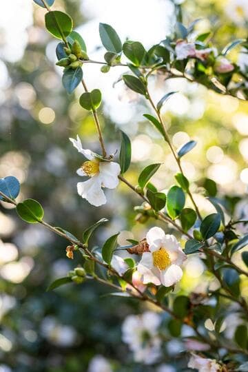 Camellia sasanqua 'Hugh Evans Blush'