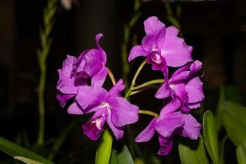 Cattleya Portia 'Cannizaro'
