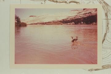 Deer swimming in the Green River in Desolation Canyon. Mile 95 1/2
