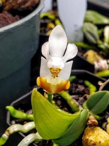 Phalaenopsis lobbii