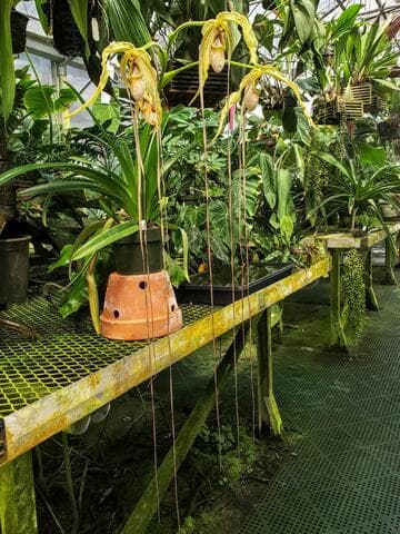 Phragmipedium Tall Tails 'Huntington's Ladder' AM/AOS