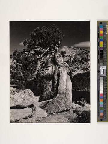 Juniper, Tenaya Lake, Sierra Nevada