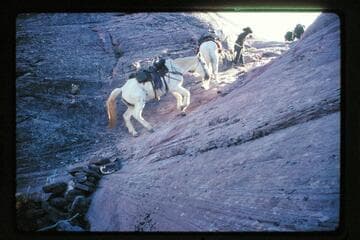 Trail from mouth of Nasja Creek to Dead Center Camp