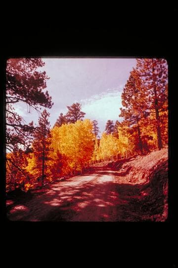 Fall foliage; upper Water pocket