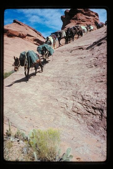Pack string down from divide between Black Water and Nasja Creeks