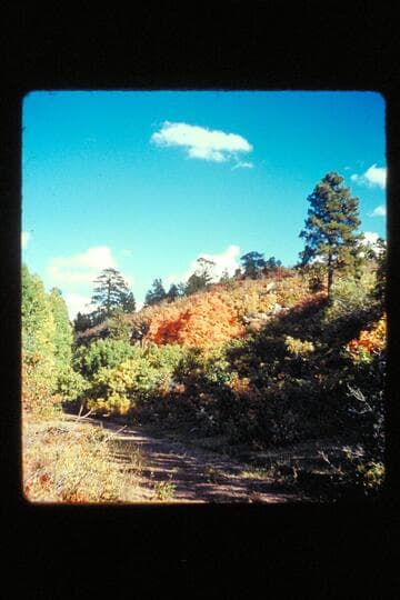Autumn trees; Frost Ranch