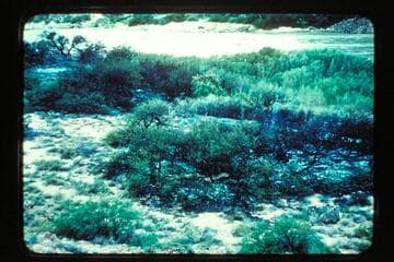 Bunned Camp, Mile 65