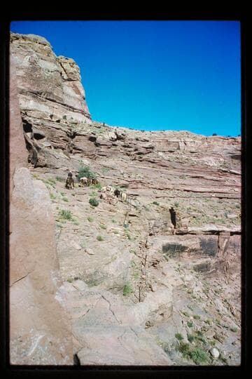 Stock on trail; Horsethief Canyon