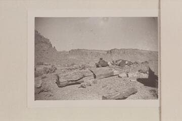 Pretrified logs on mesa near Hite
