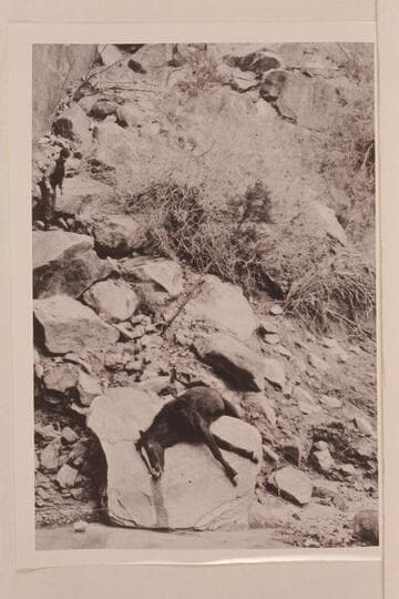 The death of "Tropic." Zeke Johnson's horse fell from cliff above