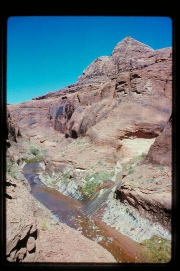 Fork in Wilson Canyon