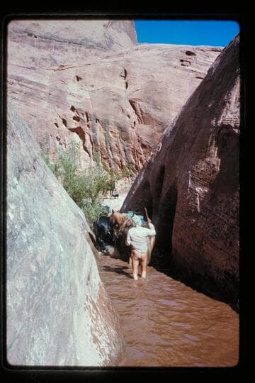 Sid Whiskers drives stock; pass west Nasja Creek