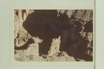 Royal Arch through left fin