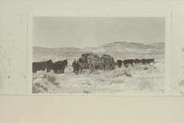 Ten yoke of oxen and four teams of mules moving freight between Chinlee and Oljeto for the Spencer operations at Camp Ibex