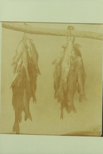 Catch at Green River; Best Expedition