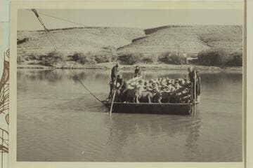 Hanks Ferry; Sands Wash Ferry.  Roy Thompson crossing a band of sheep